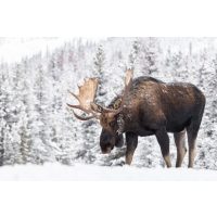 skandinavischer-kochkurs-berlin- wo der Elch grüßt