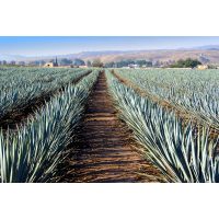 Tequila- und Mezcal-Tasting Berlin – Agavenfeld