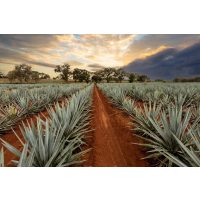 Tequila-Tasting Berlin – Agaven Feld