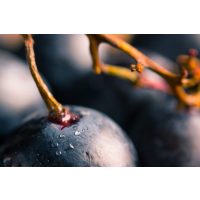 Teambuilding Berlin - Trauben