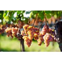 Weinprobe Berlin – reifende Weintrauben