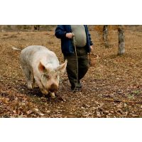 virtuelle Reise ins Piemont Trüffelschweinchen