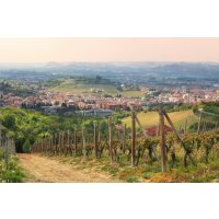 virtuelle Reise ins Piemont Weinstöcke