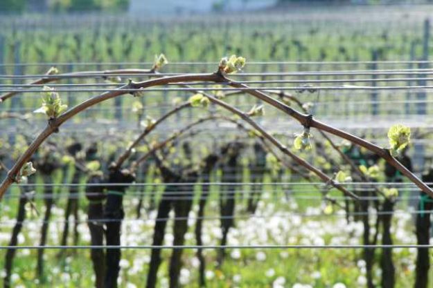 Weinwanderung online Das Jahr im Weinberg