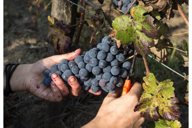 virtuelle Reise ins Piemont weinlese