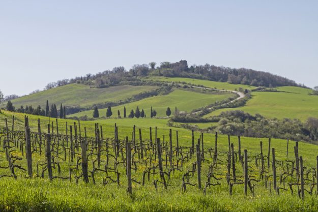 Weinprobe in Radebeul – Weinberg