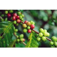 Barista-Kurs-Gutschein – Grüne und rote Kaffeebohnen