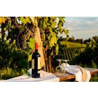 virtuelle Reise in die Toskana, Rotwein am Weinberg