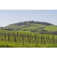 Weinprobe in Radebeul – Weinberg