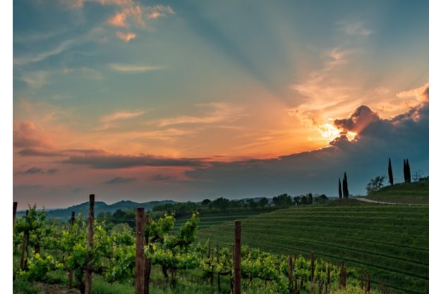 Virtuelle Reise schönste Weinberge