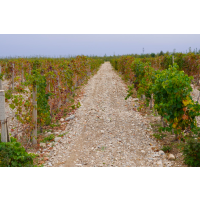 digitales Event Weinreise China Weinanbau