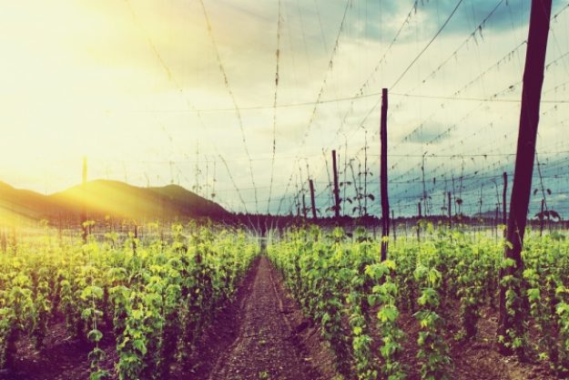 Bierproben-Gutschein – Hopfenfeld