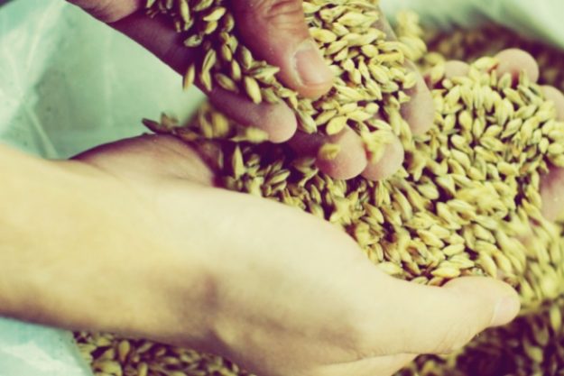 Bierproben-Gutschein – Frische Gerste