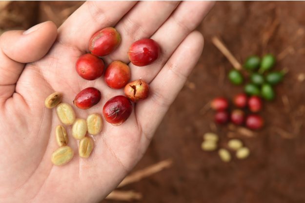 Geschenkgutschein Baristakurs – Kaffeebohnen