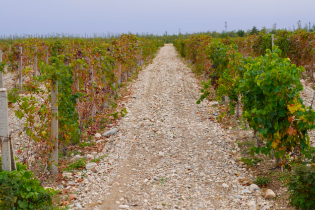 digitales Event Weinreise China Weinanbau