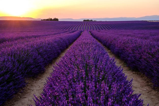 Französischer Kochkurs Wuppertal – Lavendelfeld in Provence