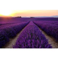 Französischer Kochkurs Wuppertal – Lavendelfeld in Provence