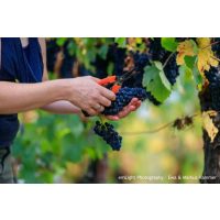 Weinwanderung online REben schneiden