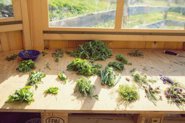 Kräuterwanderung München – selbst gesammelte Wildkräuter fürs Menü