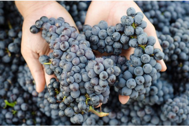 Weinverkostung mit Pizza in München – Weintrauben