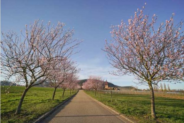 Weinwanderung online Allee