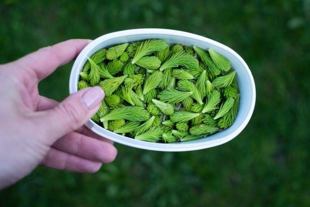 Wildkräuter-Tasting München essbare Fichtennadeln