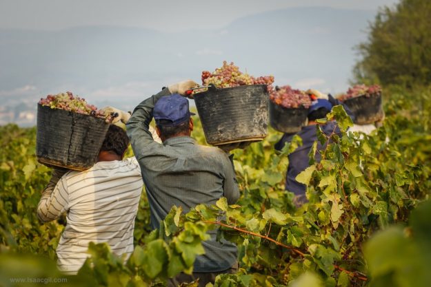 Wine tasting Munich – grape harvest Southern Italy