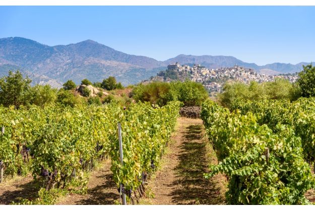 Wine tasting Munich – vineyard in Sicily