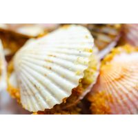 Seafood-Grillkurs München – Jakobsmuscheln