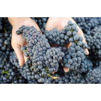 Weinverkostung mit Pizza in München – Weintrauben