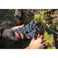 virtuelle Reise ins Piemont weinlese