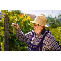 Weinprobe München – alter Weinbauer