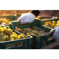 Weinprobe München – Kisten voll weißer Trauben