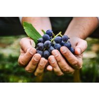 Weinprobe München – Hände halten blaue Trauben