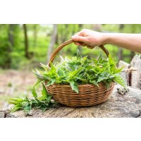 Wildkräuter-Tasting München  kräuter genießen