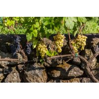 Wine tasting Munich – dry stone wall in vineyard