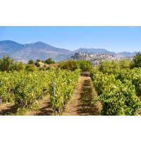 Wine tasting Munich – vineyard in Sicily