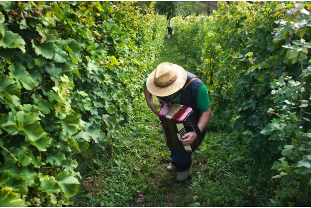 Virtuelle Reise nach Slowenien Akkordeonspieler im Weinberg