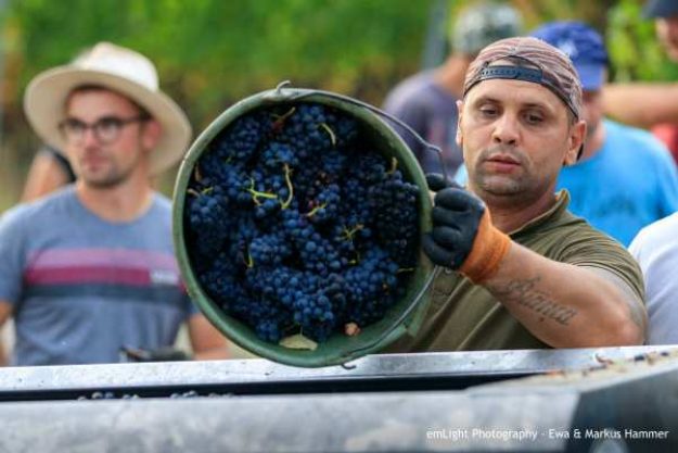 Weinwanderung online ARbeit