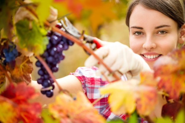 Weinseminar Hamburg - Weinreben