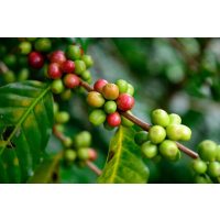 Kaffee-Seminar Hamburg – Kaffeekirschen