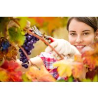 Weinseminar Hamburg - Weinreben