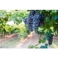 Wein-Tasting Hamburg: reife blaue Trauben am Weinstock