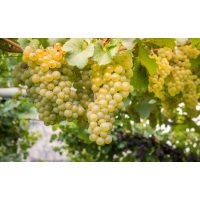 Wein-Tasting Hamburg: reife Chardonnay-Trauben kurz vor der Ernte