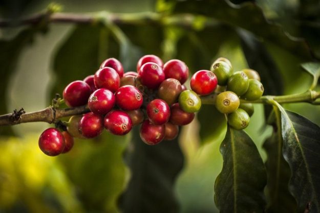 Barista-Kurs München – Kaffeekirschen