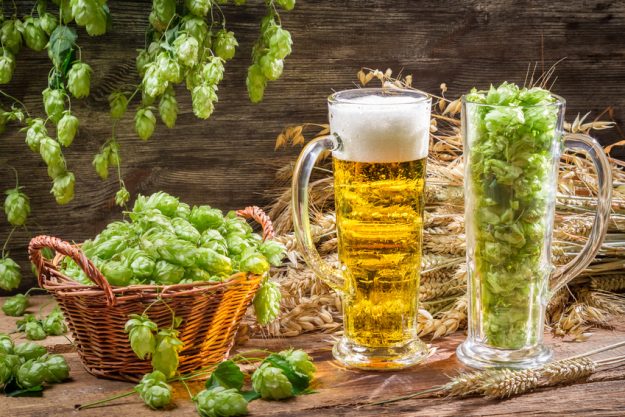 Bierkochkurs in Muenchen – Bier und Hopfen
