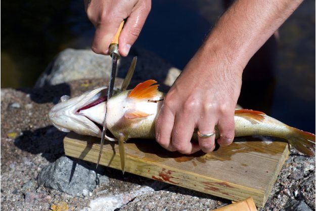Firmenevent in der Küche - Fisch filetieren