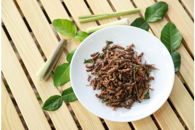 Insekten-Kochkurs Mannheim – asiatisch inspiriert