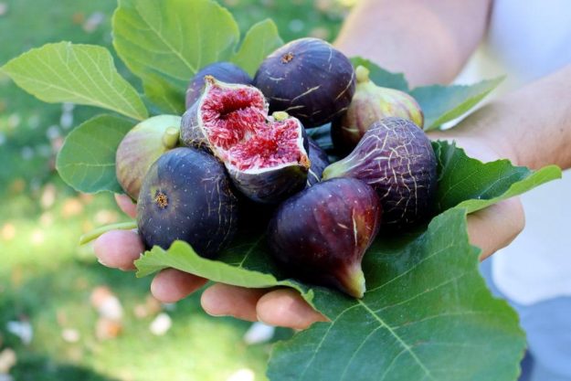italienischer Kochkurs Stuttgart – frische Feigen