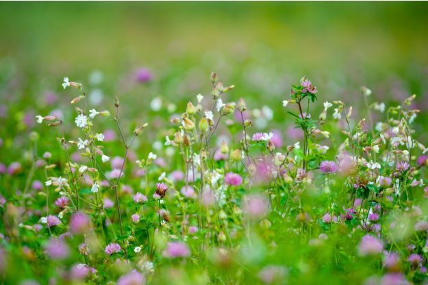 Kräuterwanderung Freiburg essbare Kräuter